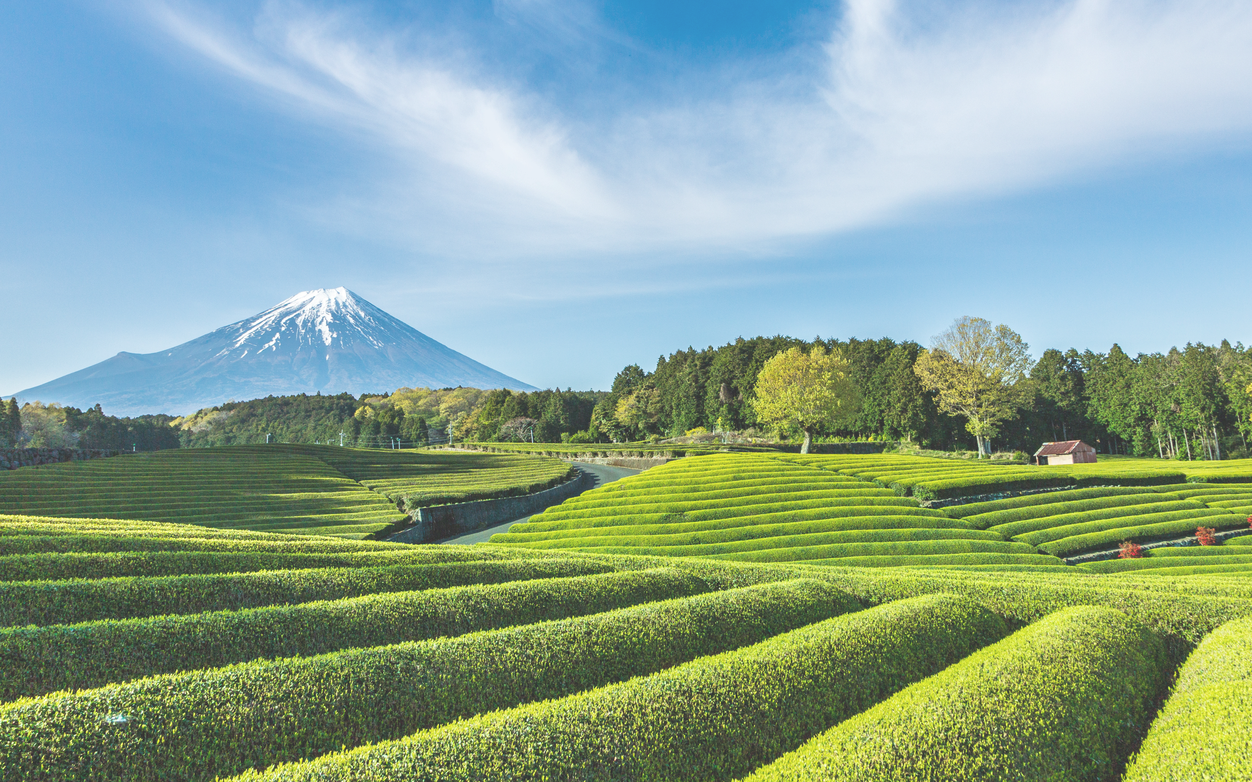 富士山と茶畑
