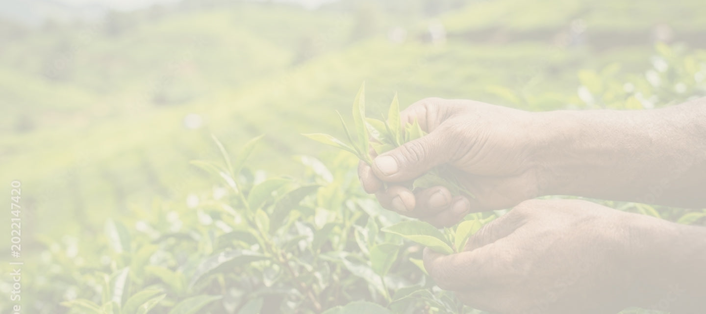 Shizuoka Tea Plantation Background